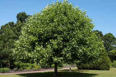15 TULIP POPLAR TREE Yellow Flower Liriodendron Tulipifera Whitewood Seeds